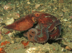 Abdopus abaculus