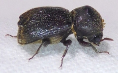 Bostrichidae
