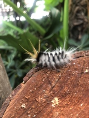 Halysidota ruscheweyhi