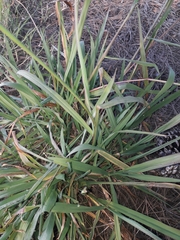 Paspalum dilatatum
