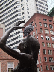 Columba livia domestica