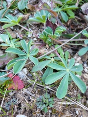 Lupinus hispanicus