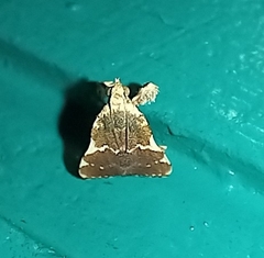 Clydonopteron sacculana