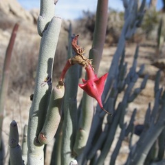 Euphorbia lomelii