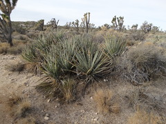Yucca baccata baccata