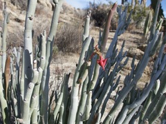 Euphorbia lomelii