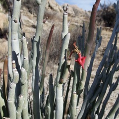 Euphorbia lomelii