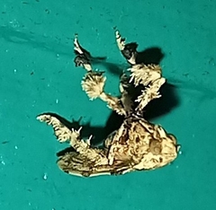 Clydonopteron sacculana