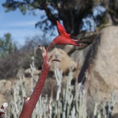 Euphorbia lomelii