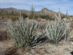 Euphorbia lomelii