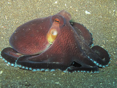 Amphioctopus marginatus