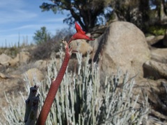 Euphorbia lomelii