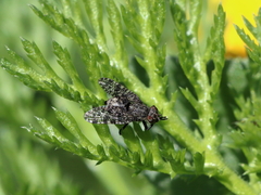 Platystoma