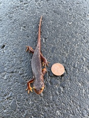 Taricha torosa