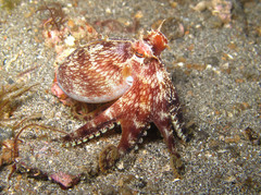 Amphioctopus marginatus