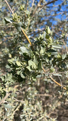 Atriplex lentiformis