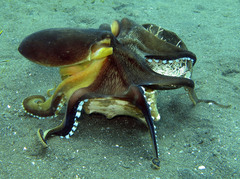 Amphioctopus marginatus