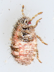 Coptosoma scutellatum