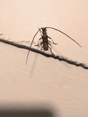 Didymocantha obliqua