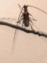 Didymocantha obliqua