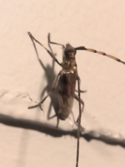 Didymocantha obliqua