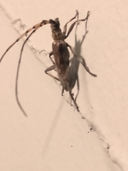 Didymocantha obliqua