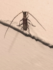 Didymocantha obliqua