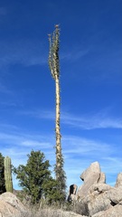 Fouquieria columnaris