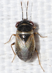 Geocoris megacephalus