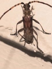 Didymocantha obliqua