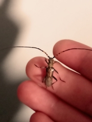 Didymocantha obliqua