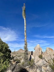 Fouquieria columnaris