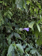Strobilanthes flexicaulis