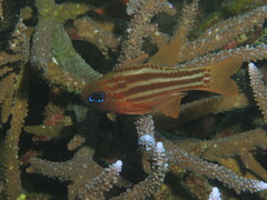 Ostorhinchus compressus