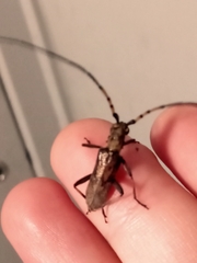 Didymocantha obliqua