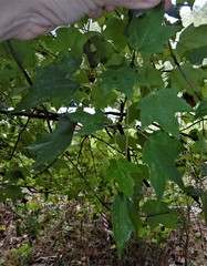 Acer leucoderme