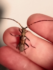 Didymocantha obliqua