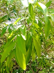 Matayba elaeagnoides