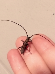 Didymocantha obliqua