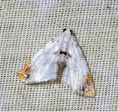 Neurophyseta