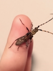 Didymocantha obliqua