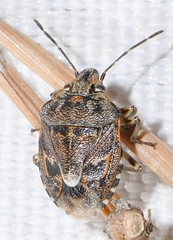 Holcogaster fibulata