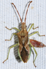 Gonocerus juniperi