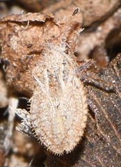 Lasiacantha capucina