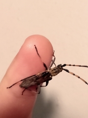 Didymocantha obliqua