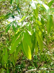 Matayba elaeagnoides