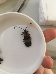 Calopteron reticulatum