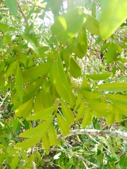 Matayba elaeagnoides