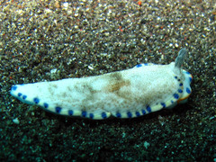Dermatobranchus caeruleomaculatus