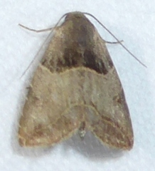 Rivula basalis